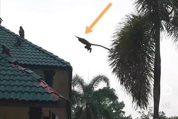 野猴破壞太平湖BMW公廁