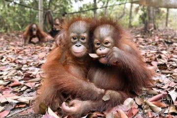 大馬擬推「人猿外交」推廣棕油　美保育教授狠批計劃「可憎」