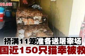 擠滿11籠準備送屠宰場　中國近150隻貓幸被救出