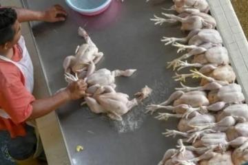 大馬探討恢復肉雞出口　新國副總理：未說明具體日期