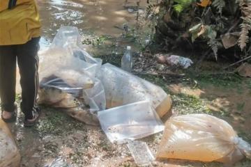 逾百條金龍魚被居民打撈烹煮　莫哈末法力促居民物歸原主