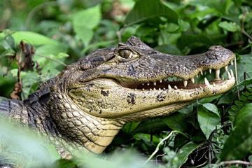 當時曾試圖掙扎   男子慘遭鱷魚叼走