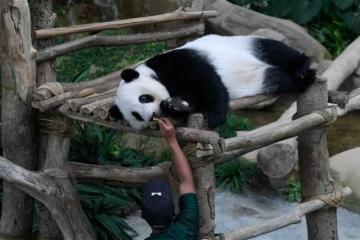 將展開新一輪大熊貓保護合作研究　大馬延長對中國免簽至2026年底