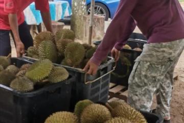 盼甘榜榴槤鮮果能出口中國　果農：不想成滄海遺珠