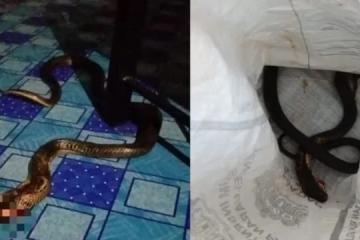 禍不單行 ！馬國婦女遇車禍骨折 又遭眼鏡蛇襲擊 