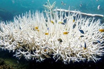 海水溫度上升　大馬超過50%海洋公園珊瑚礁白化