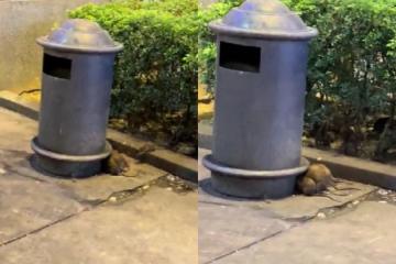 武吉免登十字路口出現老鼠竄行　大馬網民促DBKL快行動