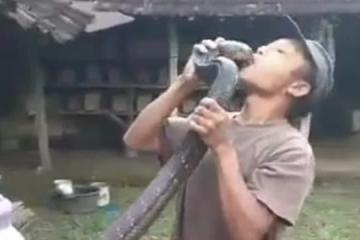 遭四米多長寵物眼鏡王蛇「親吻」 印尼男不幸喪命