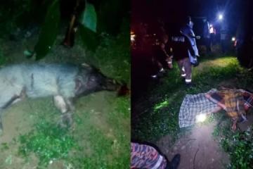 馬國男子被野豬襲擊 孝子救父傷重不治