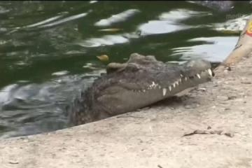 泰國計劃把更多養殖鱷魚放生野外 也冀放寬貿易限制