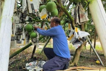 馬國柚農期待希盟勝選 改善農民生活