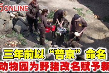 三年前以「普京」命名　德動物園為野豬改名賦予新生
